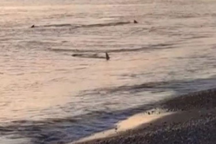 Muğla'da sahile yaklaşan k&ouml;pekbalıkları g&ouml;r&uuml;nt&uuml;lendi