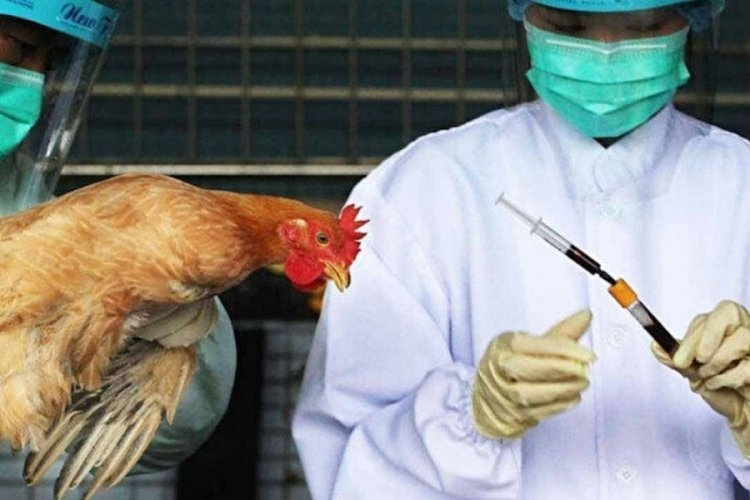 Y&uuml;ksek derecede bulaşıcı kuş gribi Japonya'yı alarma ge&ccedil;irdi
