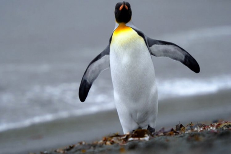 Antarktikalı penguen, 3 bin kilometre yol gitti
