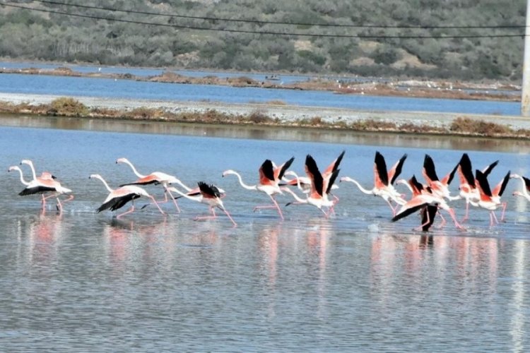 Muğla Tuzla Sulak Alanı'na binlerce flamingo akın etti
