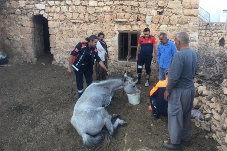 Mağarada g&uuml;nlerce mahsur kalan at, ekiplerce kurtarıldı