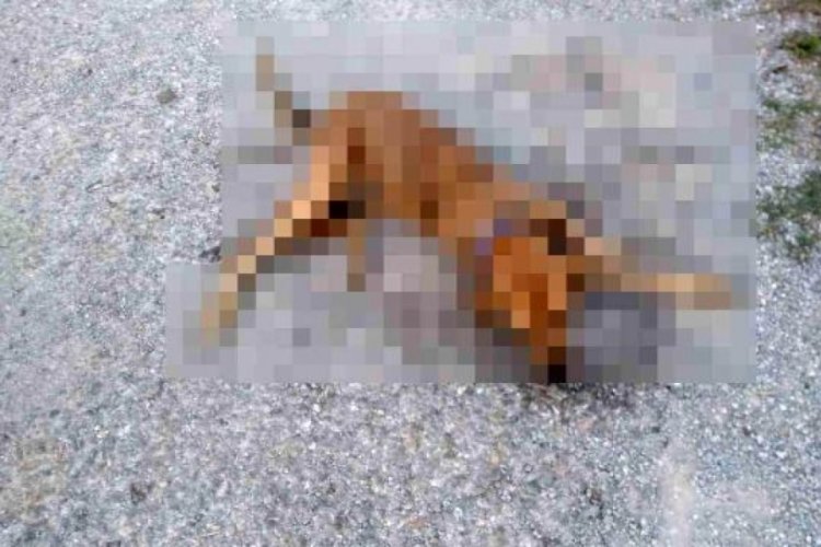 31 sokak hayvanı etle zehirlendi
