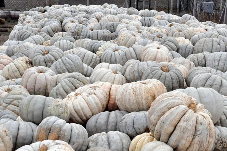 Bal kabağında 50 bin ton rekolte bekleniyor