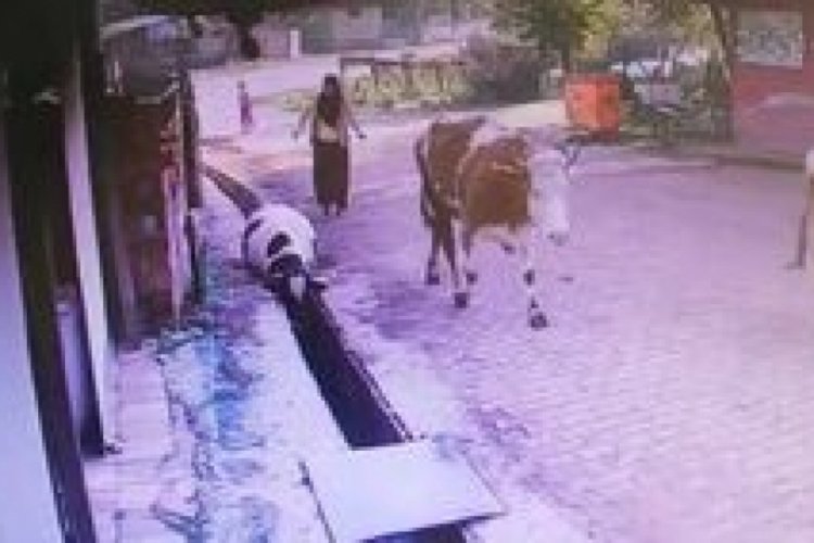 D&uuml;zce'de su kanalına d&uuml;şen ineği &ccedil;evredekiler kurtardı