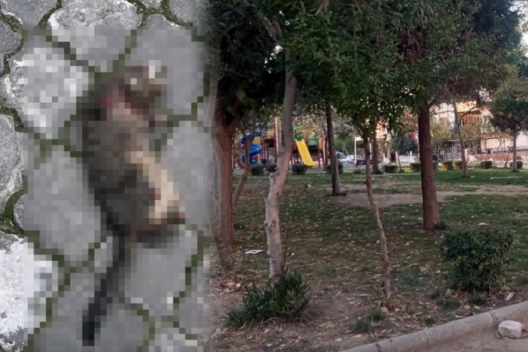 Manisa son 20 g&uuml;nde d&ouml;rt kedi aynı şekilde &ouml;l&uuml; bulundu