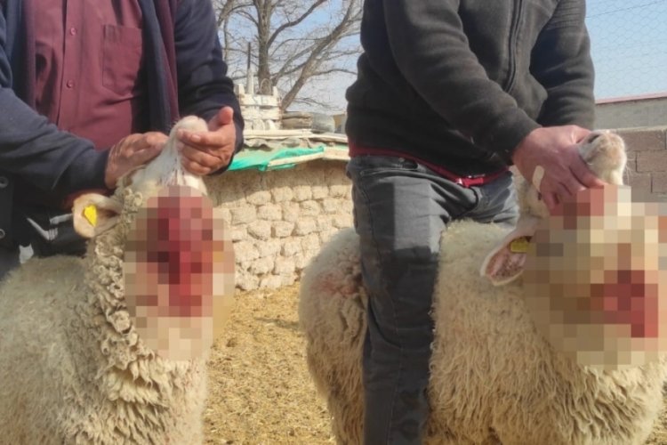 Konya'da ağıla giren kurtlar, 15 koyunu par&ccedil;aladı