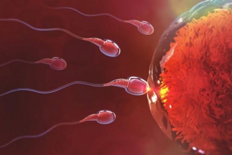Uzmanlar erkekleri uyardı: Kafein, sperm h&uuml;crelerinin hareketlerini bozuyor