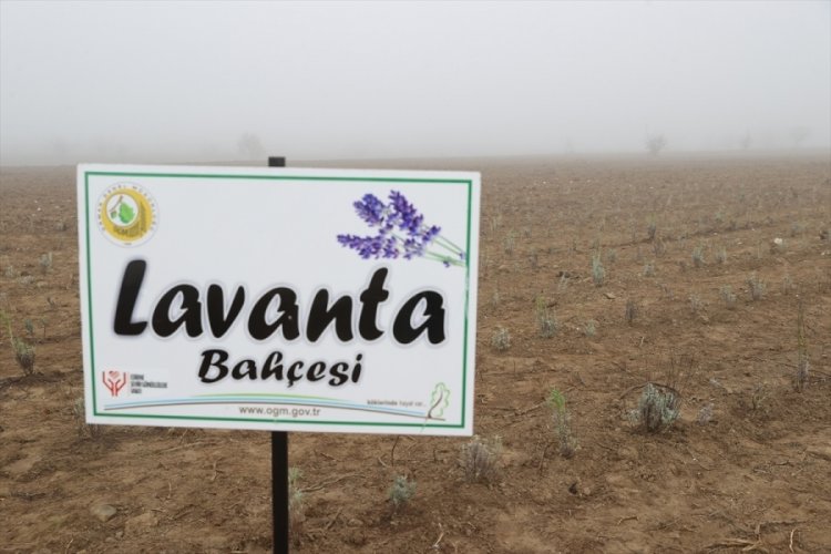 188 bin fidan toprakla buluştu