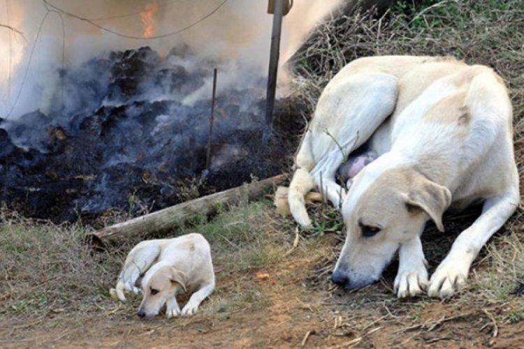 Sivas'ta kul&uuml;bede &ccedil;ıkan yangında 7 k&ouml;pek yavrusu telef oldu