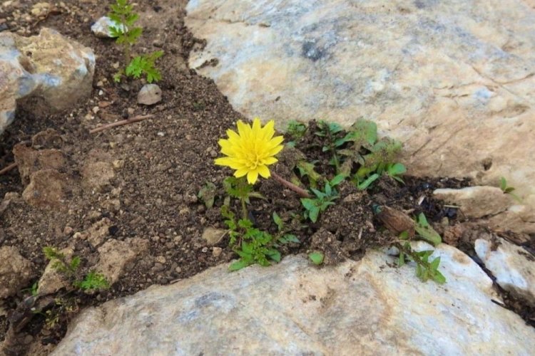 Muğla'da yanan orman yeniden yeşermeye başladı