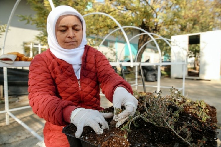 Bursa Nil&uuml;fer'de bitkiler &ouml;zenle yetiştiriliyor
