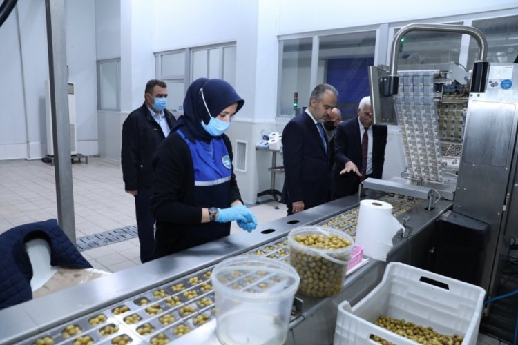 Bursa'da zeytincilik konuşuldu