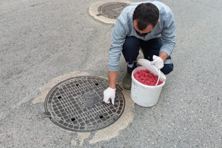 Bursa Osmangazi'de haşerelere ge&ccedil;it yok