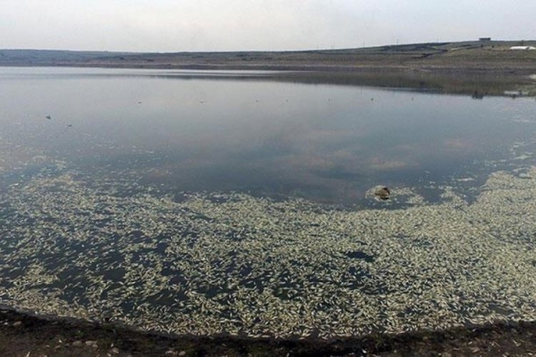 Hacıhıdır Barajı G&ouml;l&uuml;'nde balık &ouml;l&uuml;mlerine dikkat &ccedil;ekildi