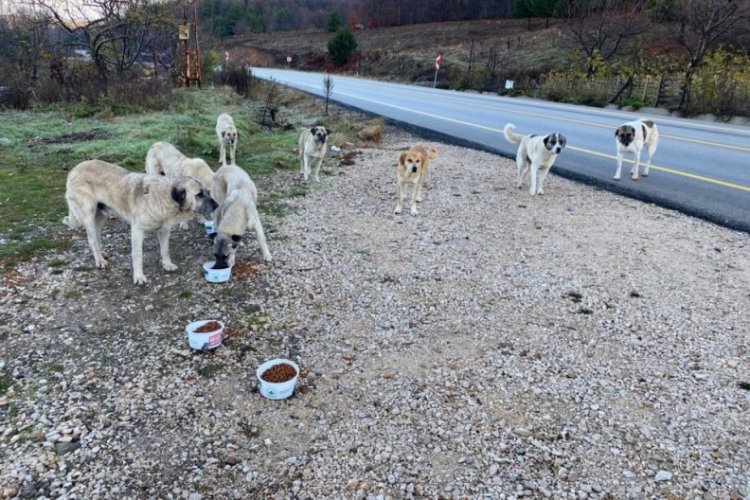Bursa Osmangazi'de sokak hayvanlarına kış &ouml;ğ&uuml;n&uuml;