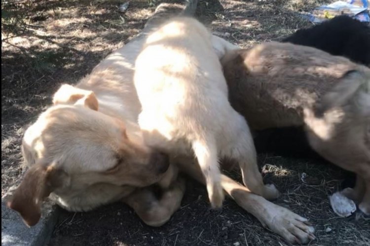 Aksaray'da k&ouml;peğin yavrusu i&ccedil;in g&ouml;sterdiği &ccedil;aba duygulandırdı