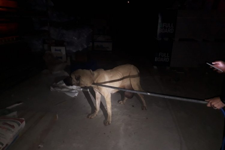 Mahalle bek&ccedil;ilerinin bulduğu yaralı k&ouml;pek tedaviye alındı