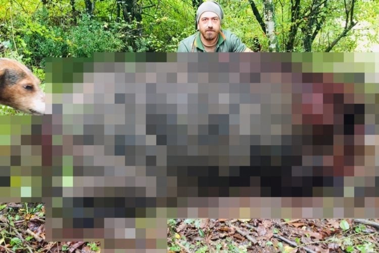 Avcılar 400 kiloluk domuzu &ouml;ld&uuml;rd&uuml;