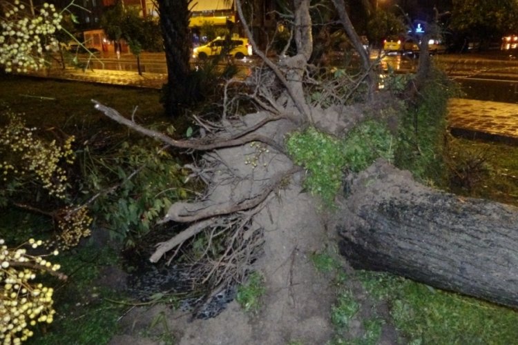Hortum ağa&ccedil;ları k&ouml;k&uuml;nden s&ouml;kt&uuml;