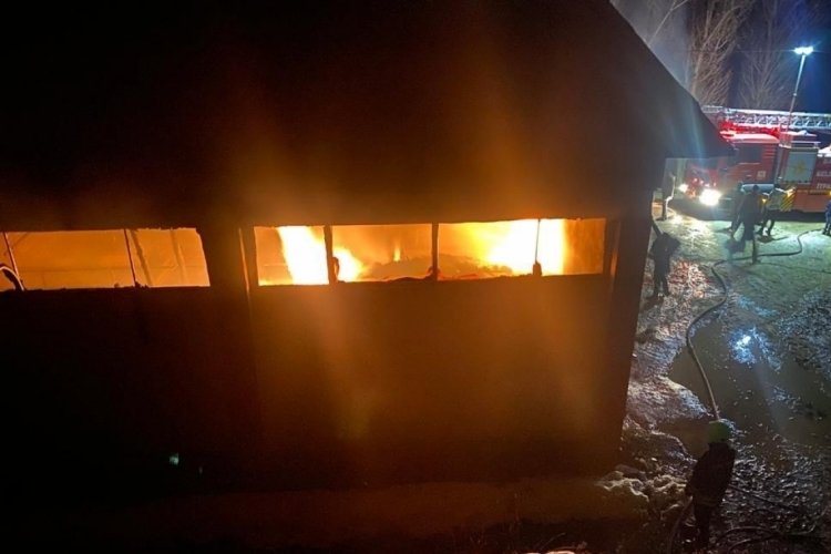 Yanan ahırdaki hayvanlar telef oldu