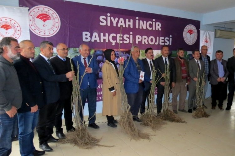 Bursa, Mudanya'da siyah incir bah&ccedil;esi projesi başladı