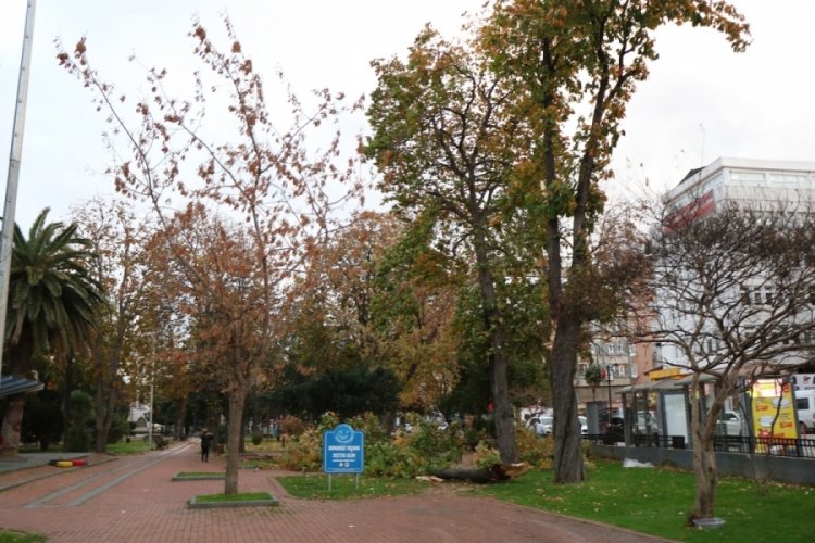 Samsun'da şiddetli fırtına! &Ccedil;atılar u&ccedil;tu, ağa&ccedil;lar devrildi