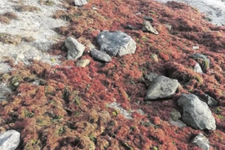 Marmara'nın kırmızı algleri lodosla karaya vurdu