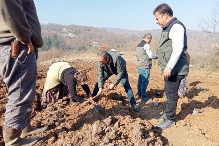 Bursa'da mavi yemişe 145 bin liralık hibe