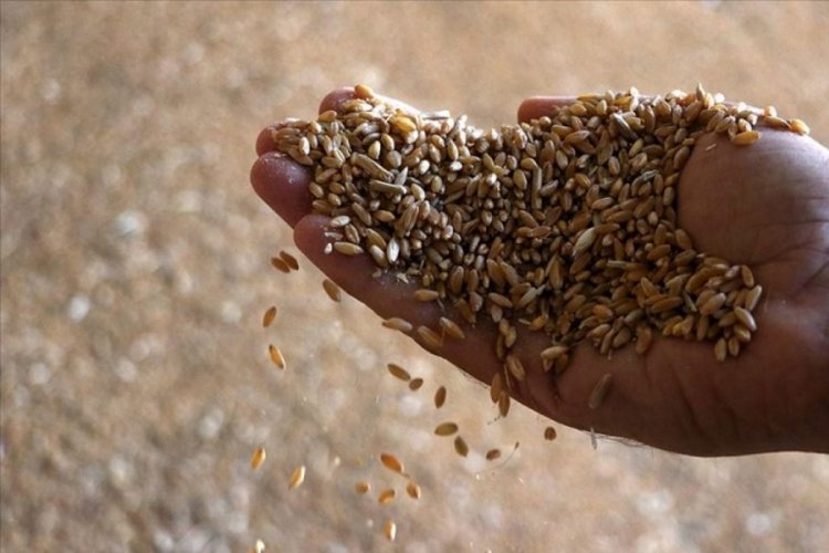 Tohum yetiştiricileri firmalardan "ek iyileştirme" &ouml;demesi talep etti