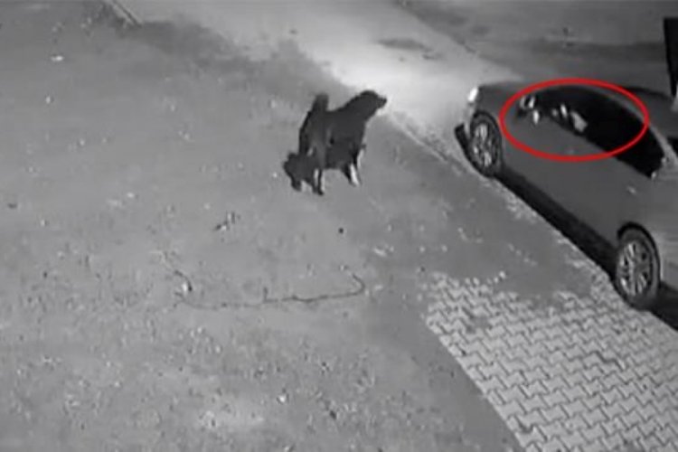 Otomobilini takip eden k&ouml;peği ateş ederek &ouml;ld&uuml;rd&uuml;