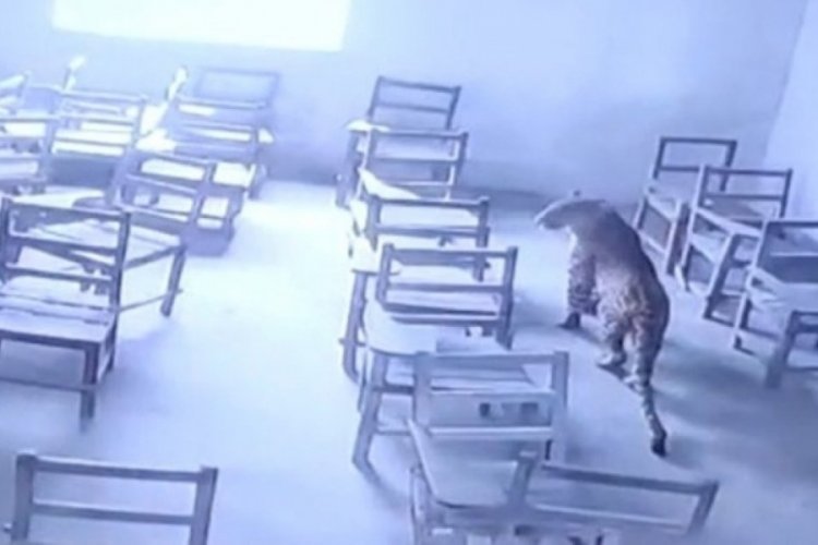Okula leopar girdi, ortalığı birbirine kattı
