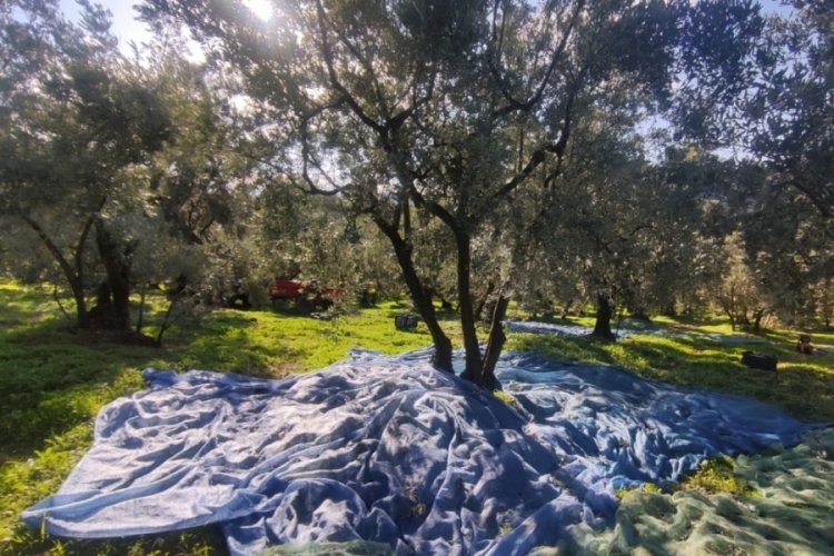 Bursa'da zeytin toplayan &uuml;reticilerin lodosla imtihanı