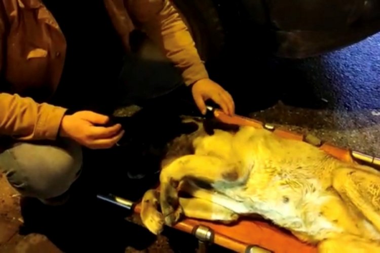 İstanbul &Uuml;sk&uuml;dar'da s&uuml;r&uuml;c&uuml;n&uuml;n &ccedil;arpıp ka&ccedil;tığı k&ouml;peğin başından ayrılmadı&nbsp;
