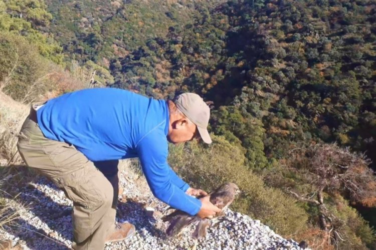 Otomobilin &ccedil;arptığı şahin, yeniden doğaya salındı