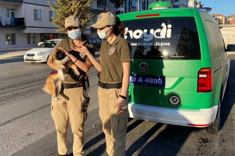HAYDİ ekibi, kediye eziyet ihbarına giderken kaza yaptı