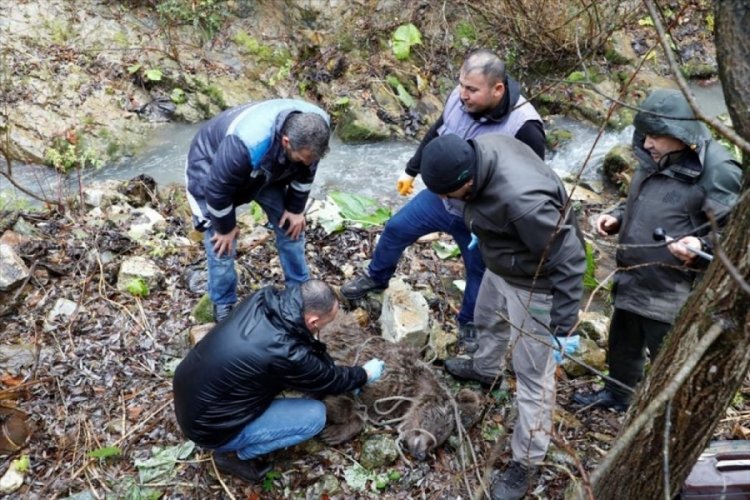 Bursa İneg&ouml;l'de dereye yuvarlanan yaralı ayı kurtarıldı
