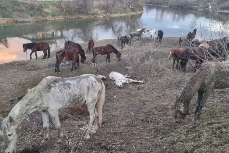 Sakarya'da şok ihbar: Nehir kenarında at kesiliyor