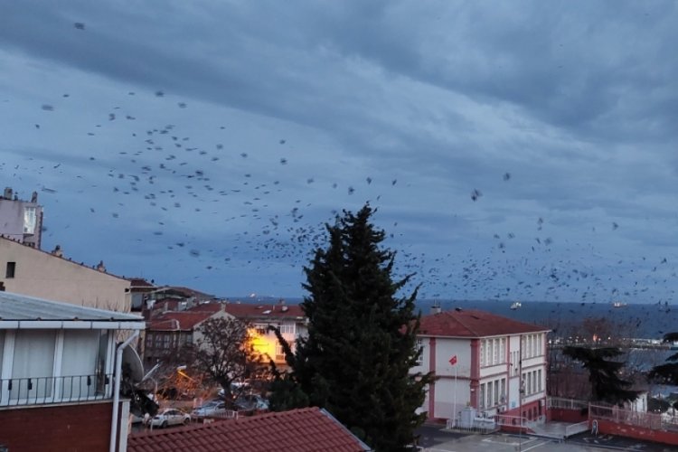 Tekirdağ'da Hitchcock filmini aratmayan anlar: Kargalar istila etti!