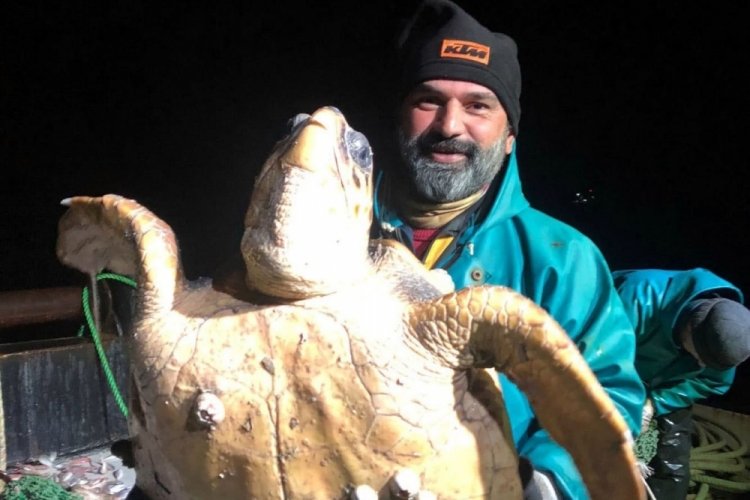 Marmara'da ağlara caretta caretta takıldı