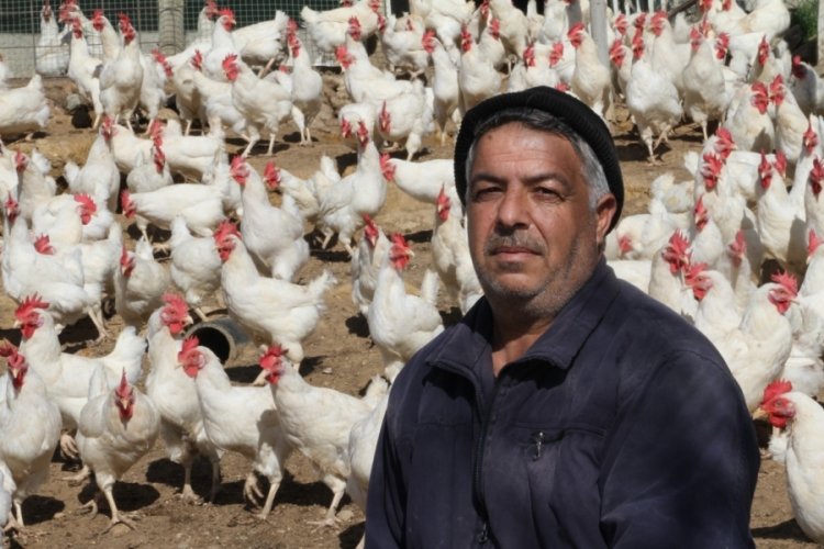 Artan fiyatlara kızdı 1500 tavuğu &uuml;cretsiz dağıttı!
