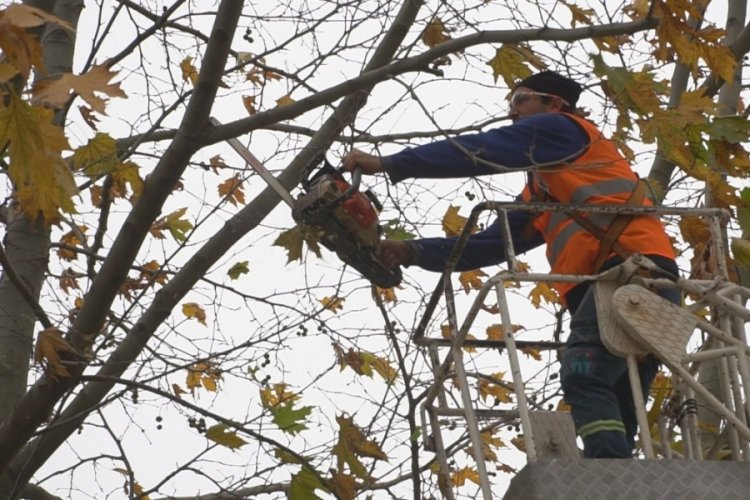 Bursa'da budanan ağa&ccedil; dalları ihtiya&ccedil; sahiplerine yakacak oluyor