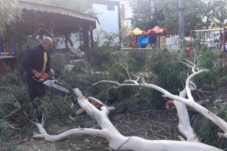 Kozan'da şiddetli fırtına ağa&ccedil;ları devirdi