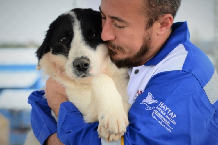 Azerbaycan'da t&uuml;fekle yaralanan k&ouml;pek, Bursa'da Emekli Hayvanlar &Ccedil;iftliği'ne yerleştirildi