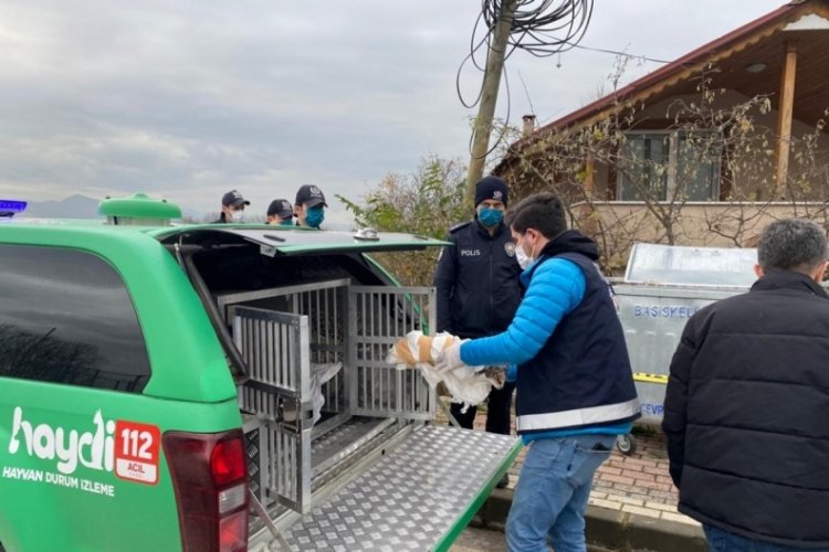 Kocaeli'de &ccedil;&ouml;p kenarında kedi ve k&ouml;pek &ouml;l&uuml;leri bulundu