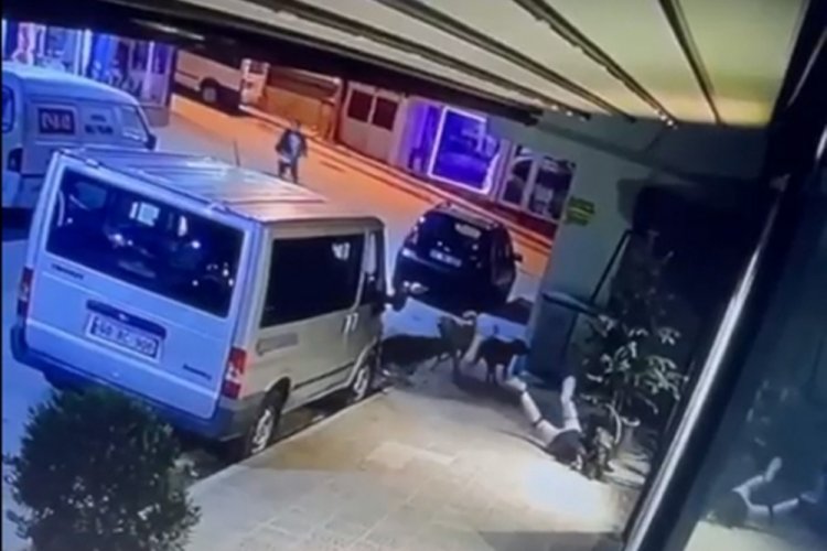 Tokat'ta k&ouml;pekler Sude'ye saldırdı