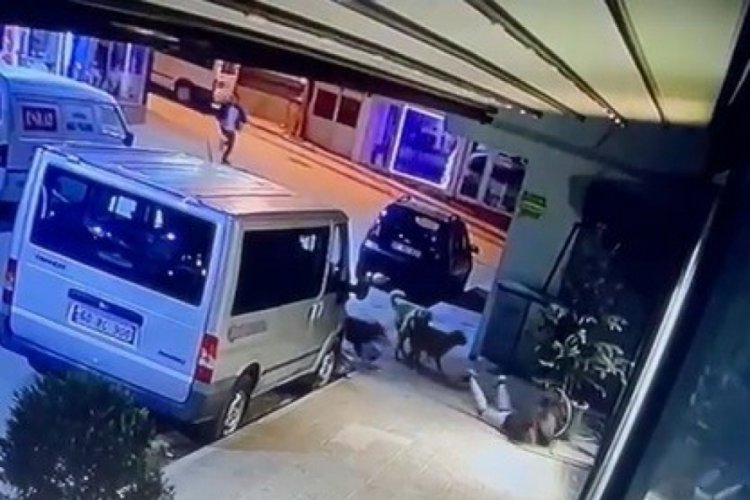 Kız &ccedil;ocuğuna sokak k&ouml;pekleri saldırdı