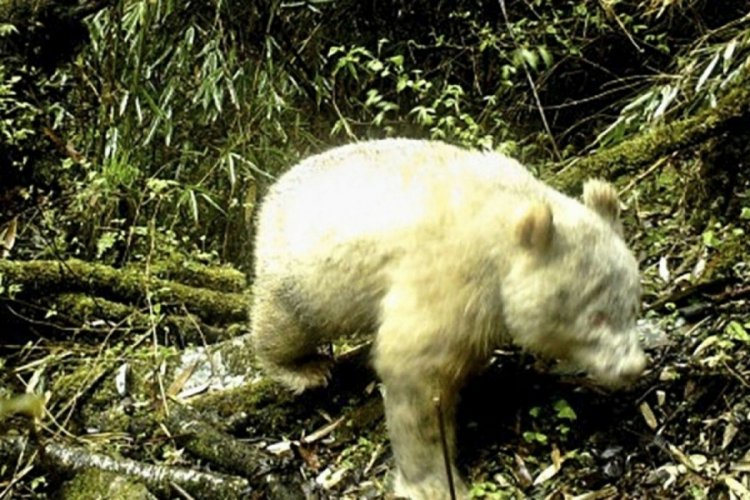 &Ccedil;in'de 102 bin yıllık dev panda fosili bulundu