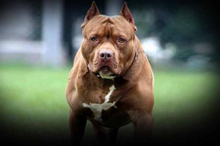 Bakanlıktan 'tehlike arz eden k&ouml;pek ırkları' genelgesi