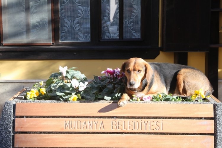 Bursa Mudanya'da Girit Mahallesi renkleniyor