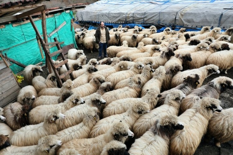 Samsun'da kaybolan 130 k&uuml;&ccedil;&uuml;kbaş hayvan drone ile bulundu